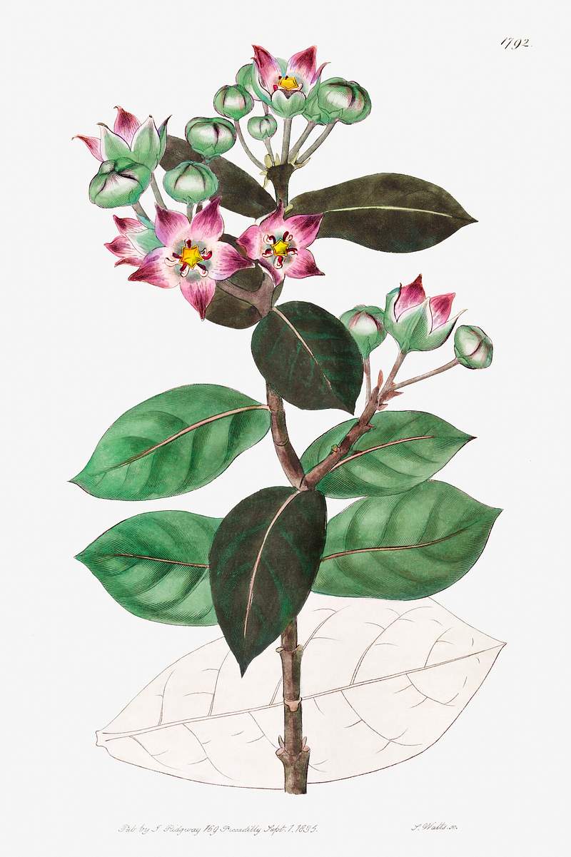 Tall calotropis from Edwards’s Botanical Register (1829—1847) by Sydenham Edwards, John Lindley, and James…