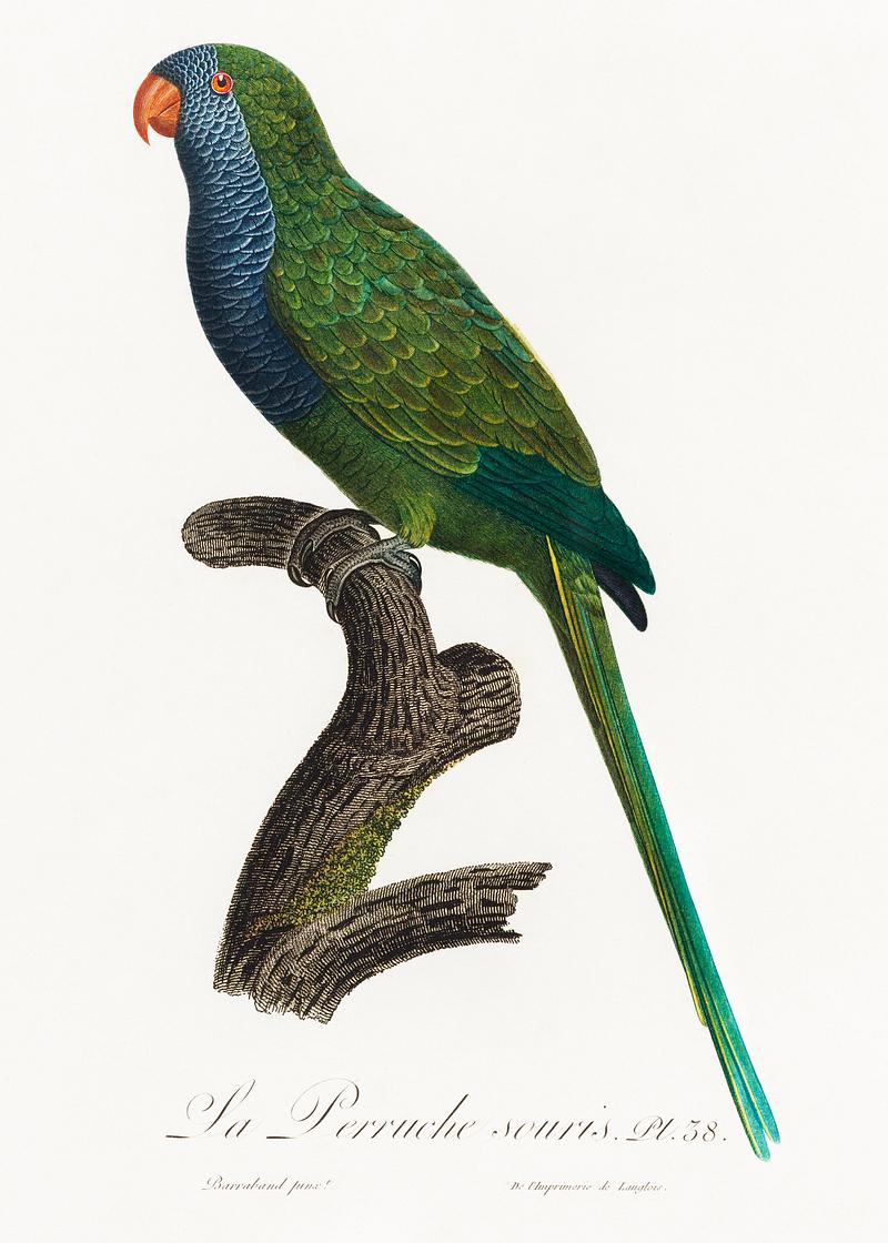 Quaker parrot vintage poster The Monk Parakeet, Myiopsitta monachus from Natural History of Parrots (1801—1805) by Francois Levaillant. Original…