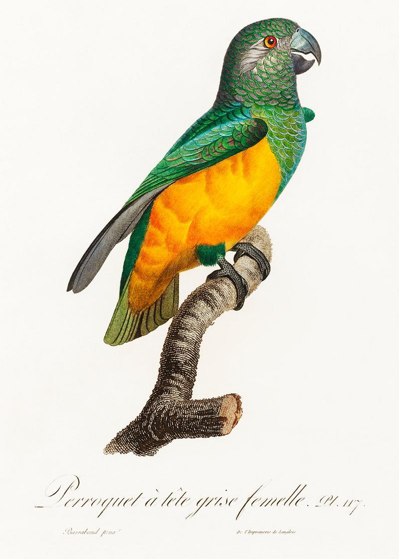 Senegal parrot vintage poster Senegal Parrot from Natural History of Parrots (1801—1805) by Francois Levaillant. Original from the Biodiversity…