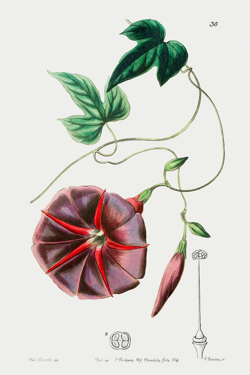 Jalapa flower poster The male jalap from Edwards’s Botanical Register (1829—1847) by Sydenham Edwards, John Lindley, and James…