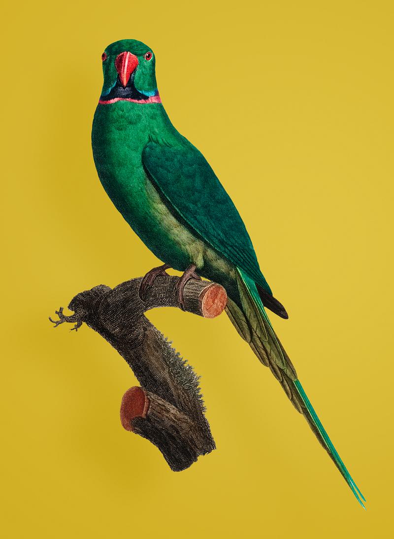 Rose-ringed parakeet The Rose-Ringed Parakeet (Psittacula krameri) illustration