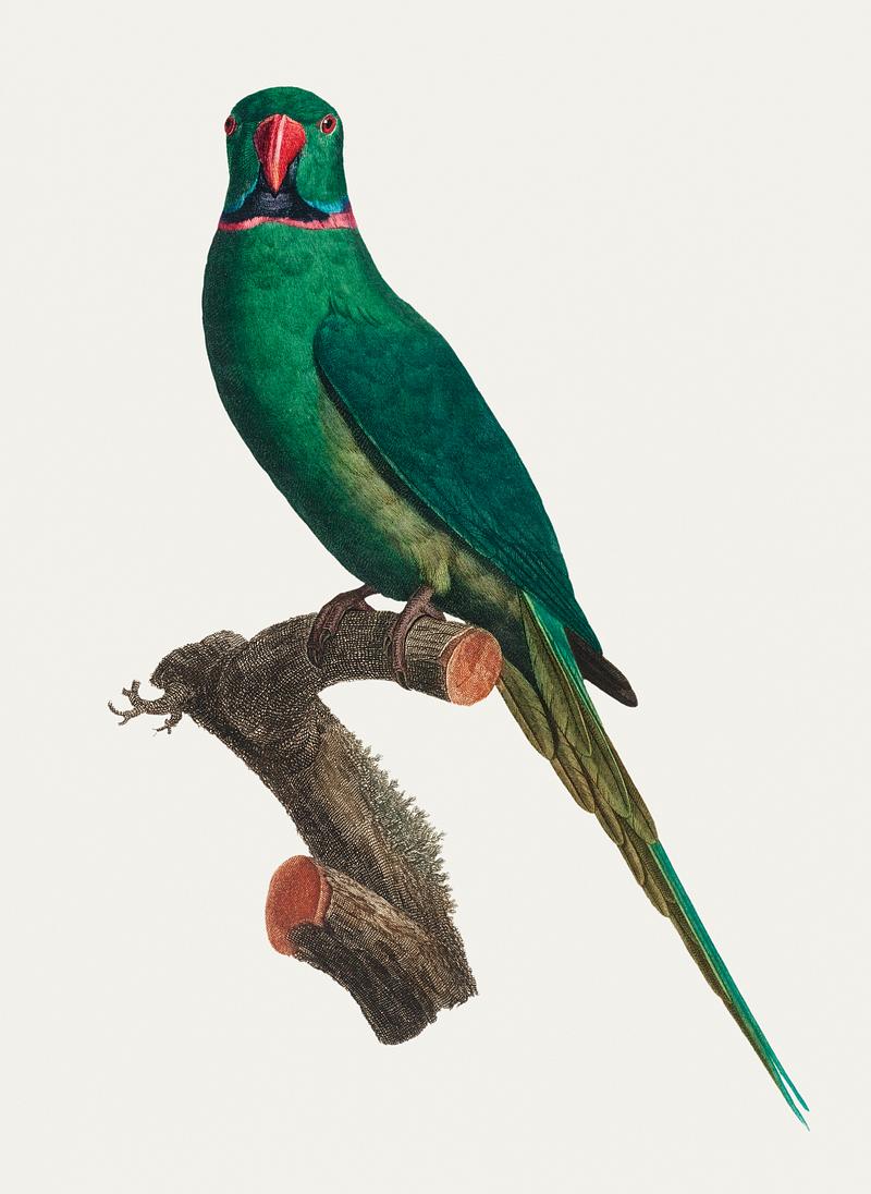 Rose-ringed parakeet The Rose-Ringed Parakeet (Psittacula krameri) illustration