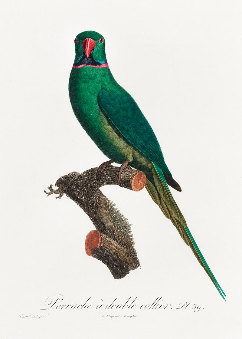 Rose-ringed parakeet vintage poster The Rose-Ringed Parakeet, Psittacula krameri from Natural History of Parrots (1801—1805) by Francois Levaillant.…