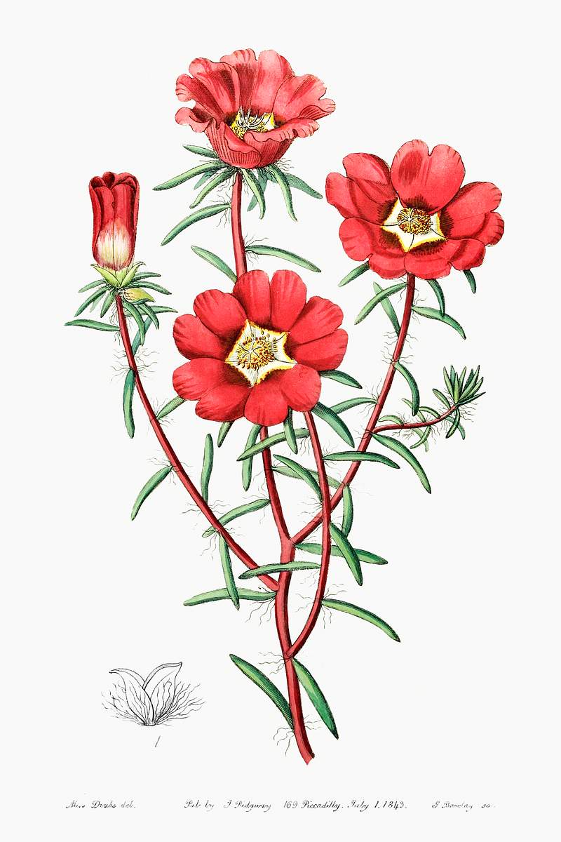 Portulaca splendens from Edwards’s Botanical Register (1829—1847) by Sydenham Edwards, John Lindley, and James…