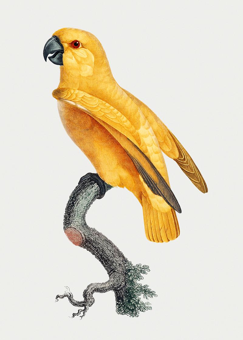 Rare yellow senegal parrot Rare yellow Senegal Parrot vintage illustration