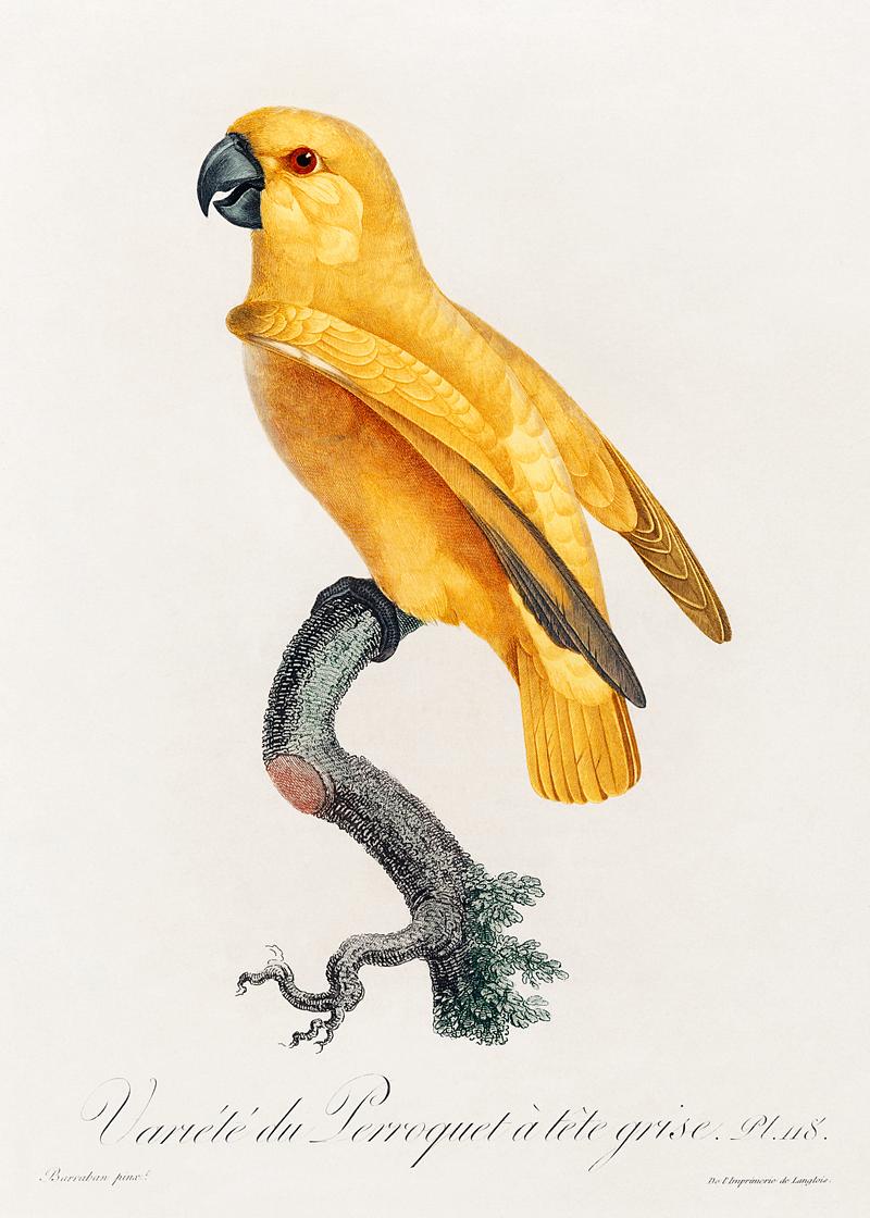 Rare yellow senegal parrot vintage poster Senegal Parrot from Natural History of Parrots (1801—1805) by Francois Levaillant. Original from the Biodiversity…