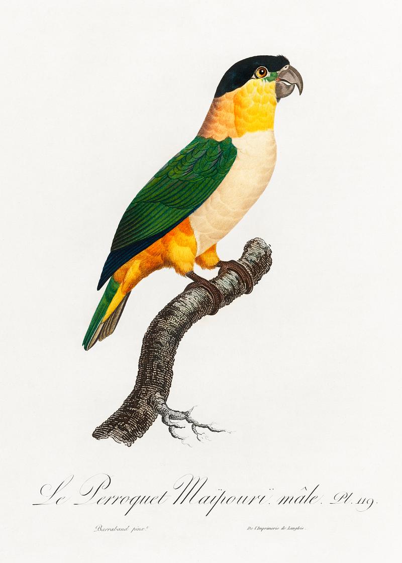 Black-Headed Parrot vintage poster The Black-Headed Parrot from Natural History of Parrots (1801—1805) by Francois Levaillant. Original from the…