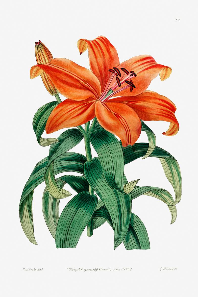 Thunberg's orange lily from Edwards’s Botanical Register (1829—1847) by Sydenham Edwards, John Lindley, and James…