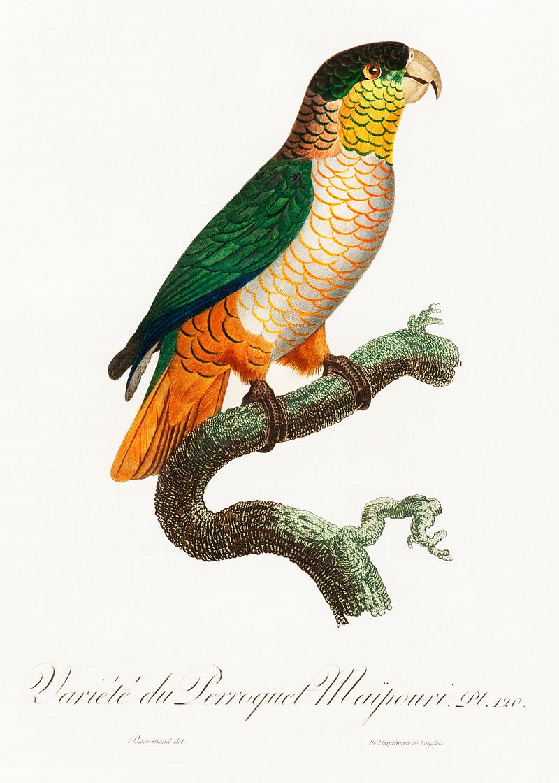 Black-headed caique vintage poster The Black-Headed Parrot, Pionites melanocephalus from Natural History of Parrots (1801—1805) by Francois Levaillant.…