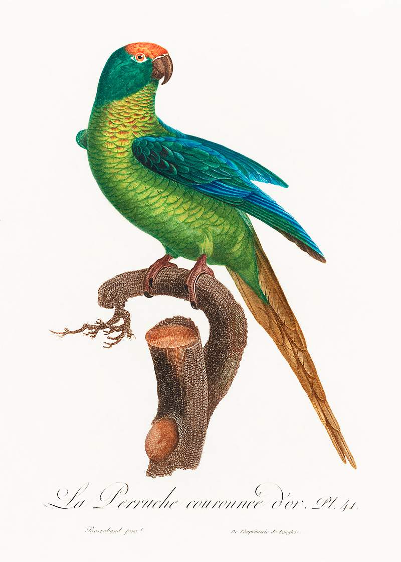 Peach-fronted conure vintage poster The Peach-Fronted Parakeet, Eupsittula aurea from Natural History of Parrots (1801—1805) by Francois Levaillant.…
