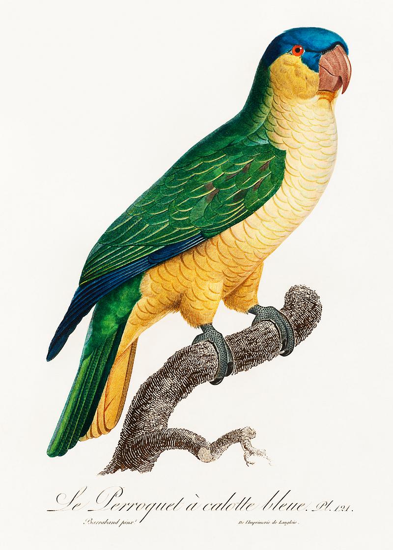 Buru green parrot vintage poster The Black-Lored Parrot, Tanygnathus gramineus from Natural History of Parrots (1801—1805) by Francois Levaillant.…
