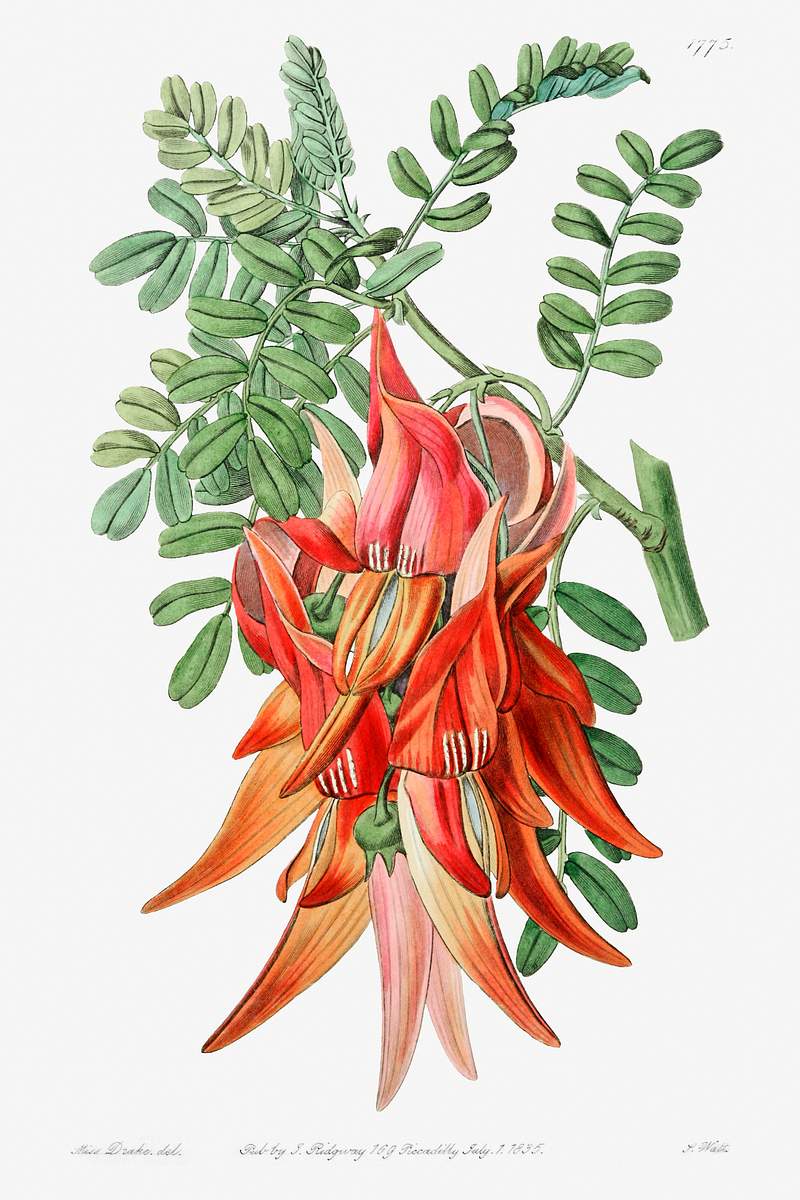 Crimson glory pea from Edwards’s Botanical Register (1829—1847) by Sydenham Edwards, John Lindley, and James…