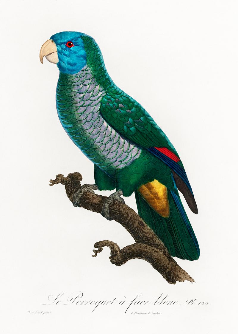 Saint lucia parrot vintage poster The Saint Lucia amazon, Amazona versicolor from Natural History of Parrots (1801—1805) by Francois Levaillant. Original…