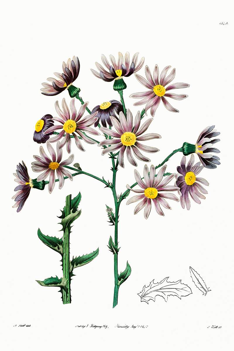 Lilac senecio from Edwards’s Botanical Register (1829—1847) by Sydenham Edwards, John Lindley, and James Ridgway.…
