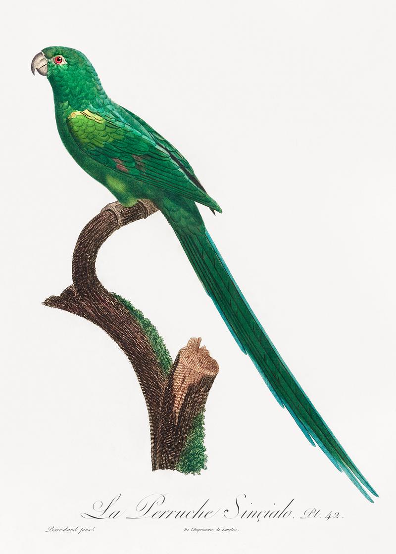 Long-tailed parakeet vintage poster The Long-Tailed Parakeet, Psittacula longicauda from Natural History of Parrots (1801—1805) by Francois Levaillant.…