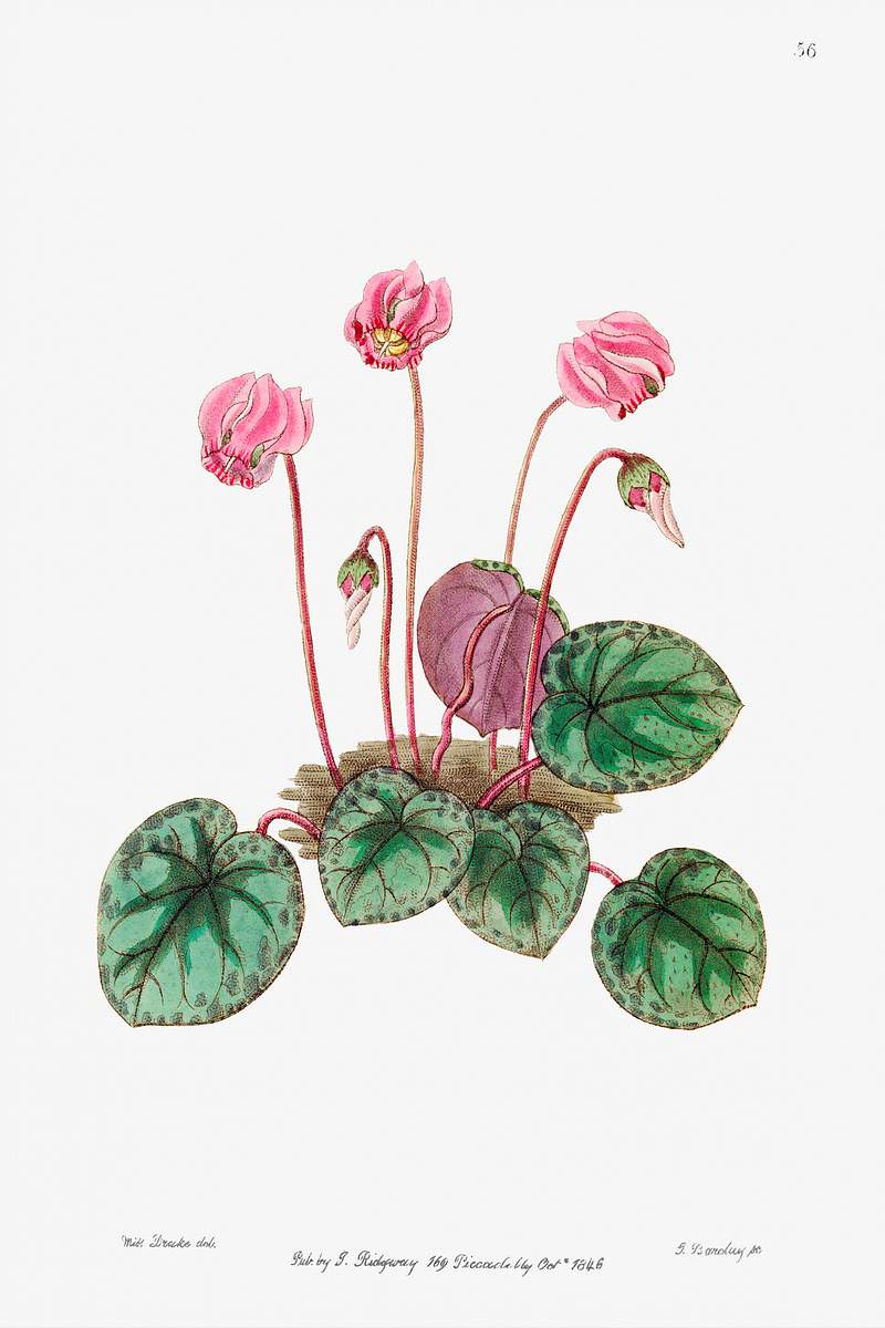 Shore cyclamen from Edwards’s Botanical Register (1829—1847) by Sydenham Edwards, John Lindley, and James…