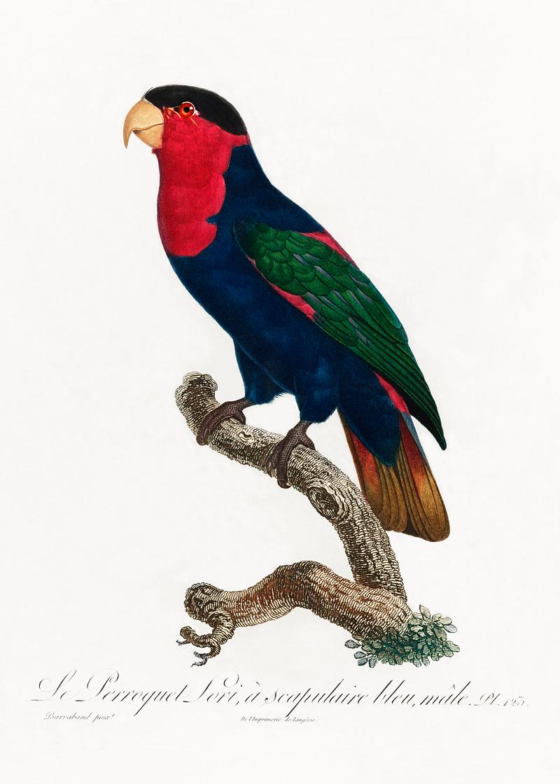 Western black-capped lory vintage poster The Black-Capped Lory, Lorius lory from Natural History of Parrots (1801—1805) by Francois Levaillant. Original from…