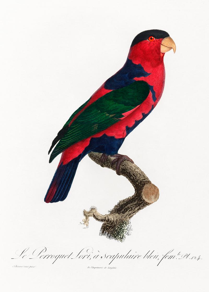 Tricolored lory vintage poster The Black-Capped Lory (Lorius lory) from Natural History of Parrots (1801—1805) by Francois Levaillant. Original from…