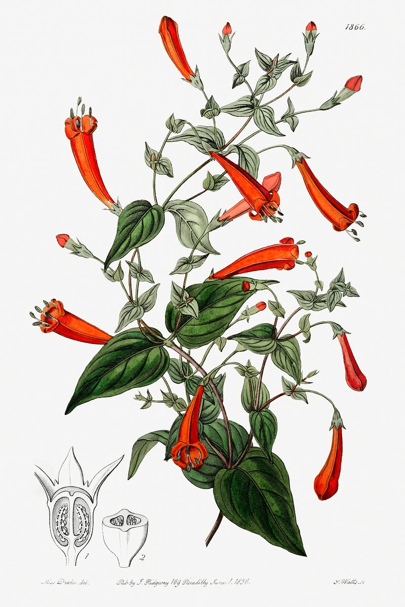 Candy corn vine poster Heart-leaved manettia from Edwards’s Botanical Register (1829—1847) by Sydenham Edwards, John Lindley, and James…