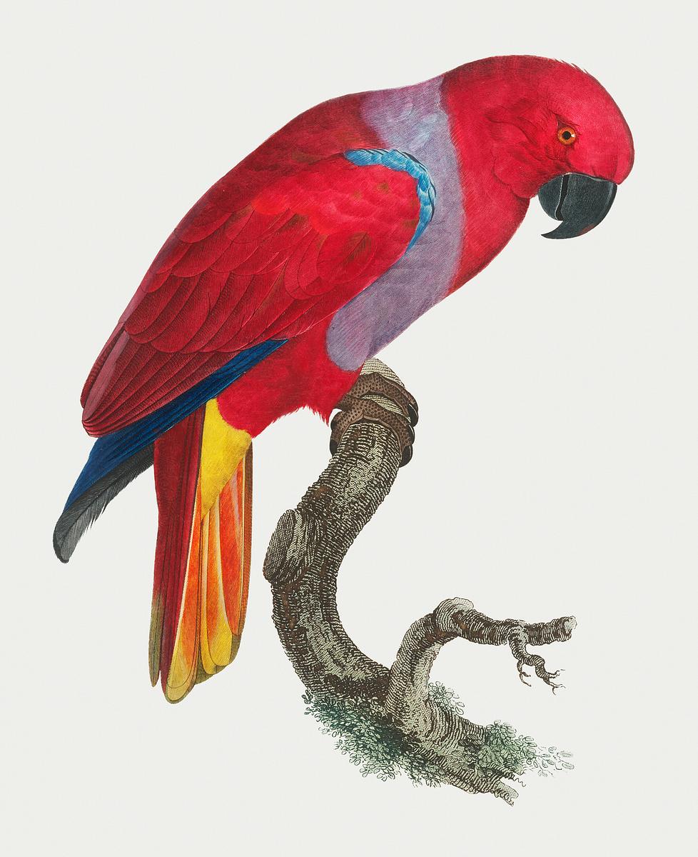 Eclectus Parrot Royalty Free Stock Psd Mockup High Resolution Design Eclectus Parrot Royalty Free Stock Psd Mockup High Resolution Design