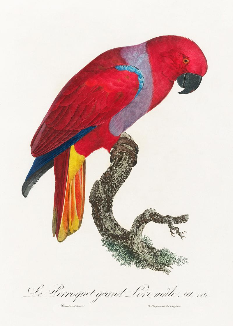 Eclectus parrot vintage poster The Eclectus Parrot, Eclectus roratus, male from Natural History of Parrots (1801—1805) by Francois Levaillant.…