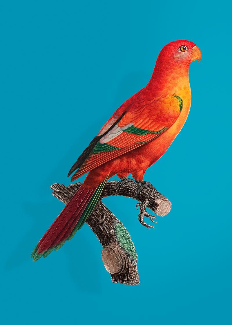 Crimson shining parrot The Crimson shining parrot illustration