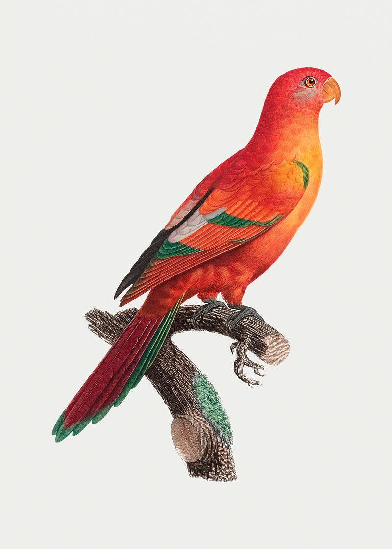 Crimson shining parrot The Crimson shining parrot illustration