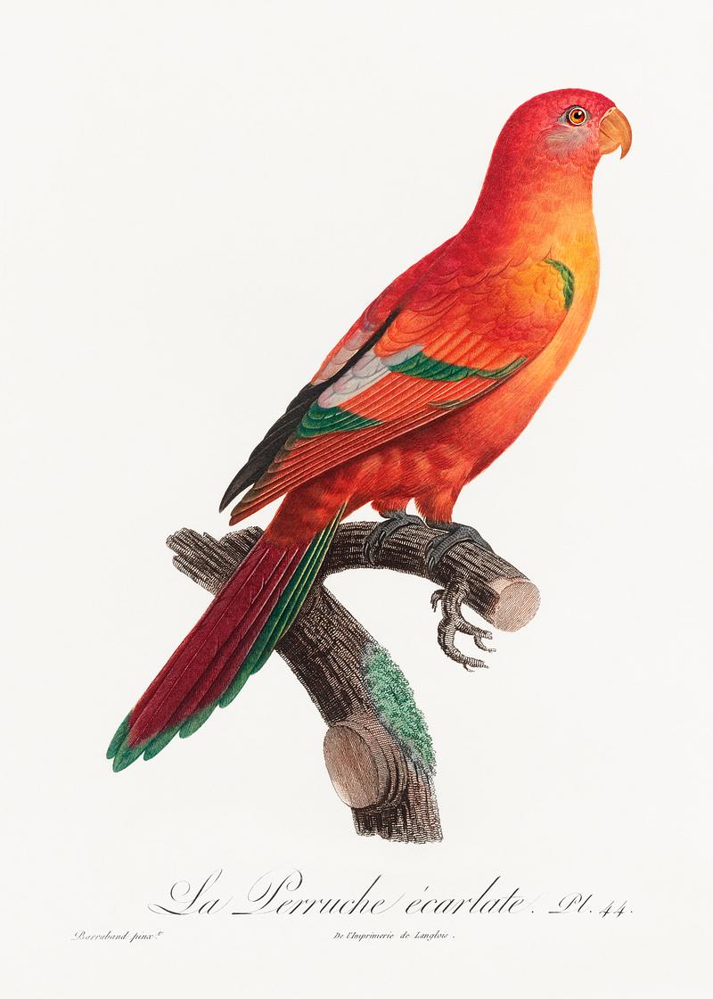 Crimson shining parrot vintage poster The Crimson Shining Parrot, Prosopeia splendens from Natural History of Parrots (1801—1805) by Francois Levaillant.…
