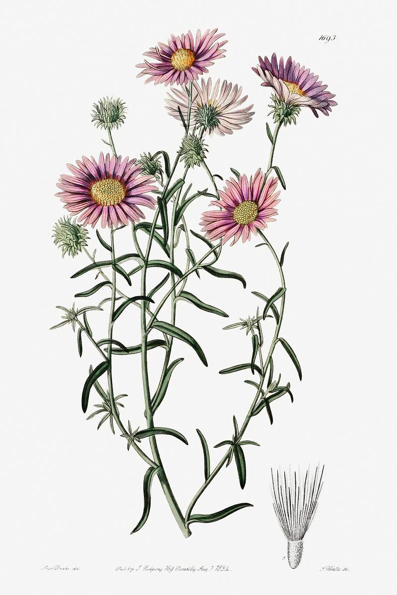Hoary diplopappus from Edwards’s Botanical Register (1829—1847) by Sydenham Edwards, John Lindley, and James…