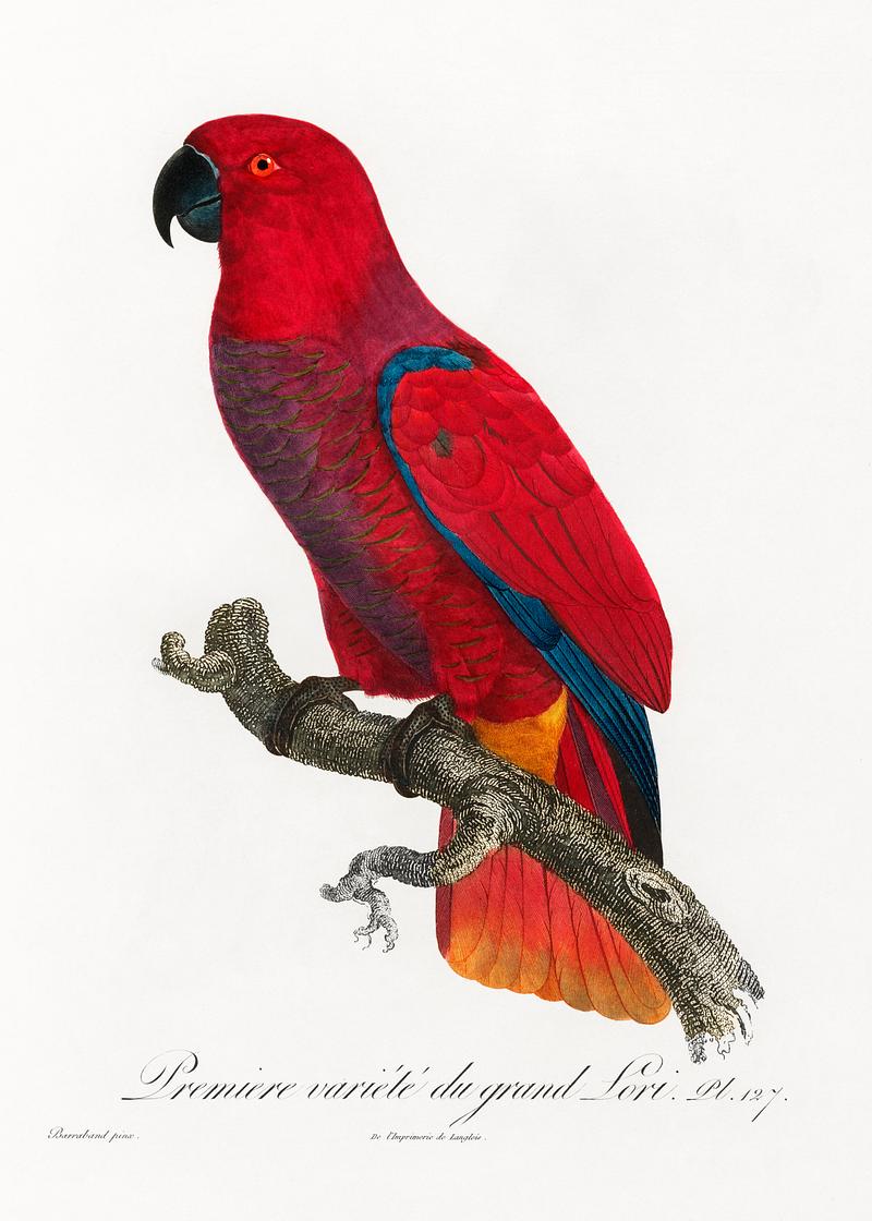 Eclectus parrot vintage poster The Eclectus Parrot from Natural History of Parrots (1801—1805) by Francois Levaillant. Original from the Biodiversity…