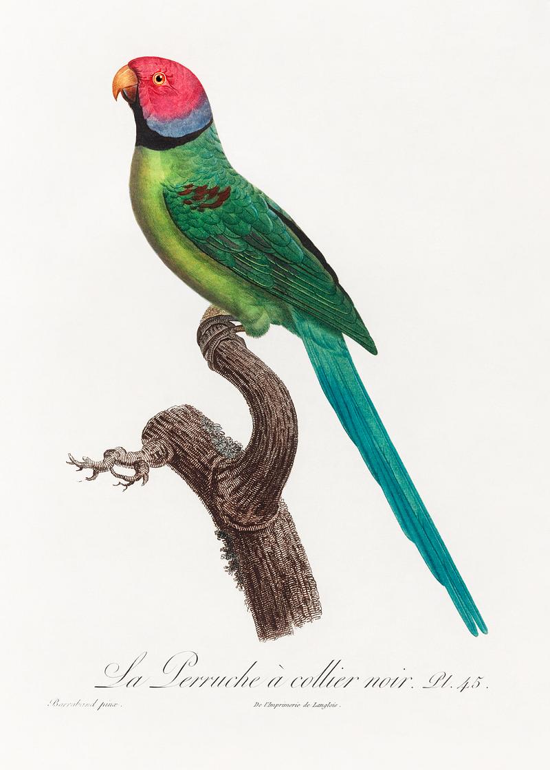 Ring-necked parakeet vintage poster The Rose-Ringed Parakeet, Psittacula krameri from Natural History of Parrots (1801—1805) by Francois Levaillant.…