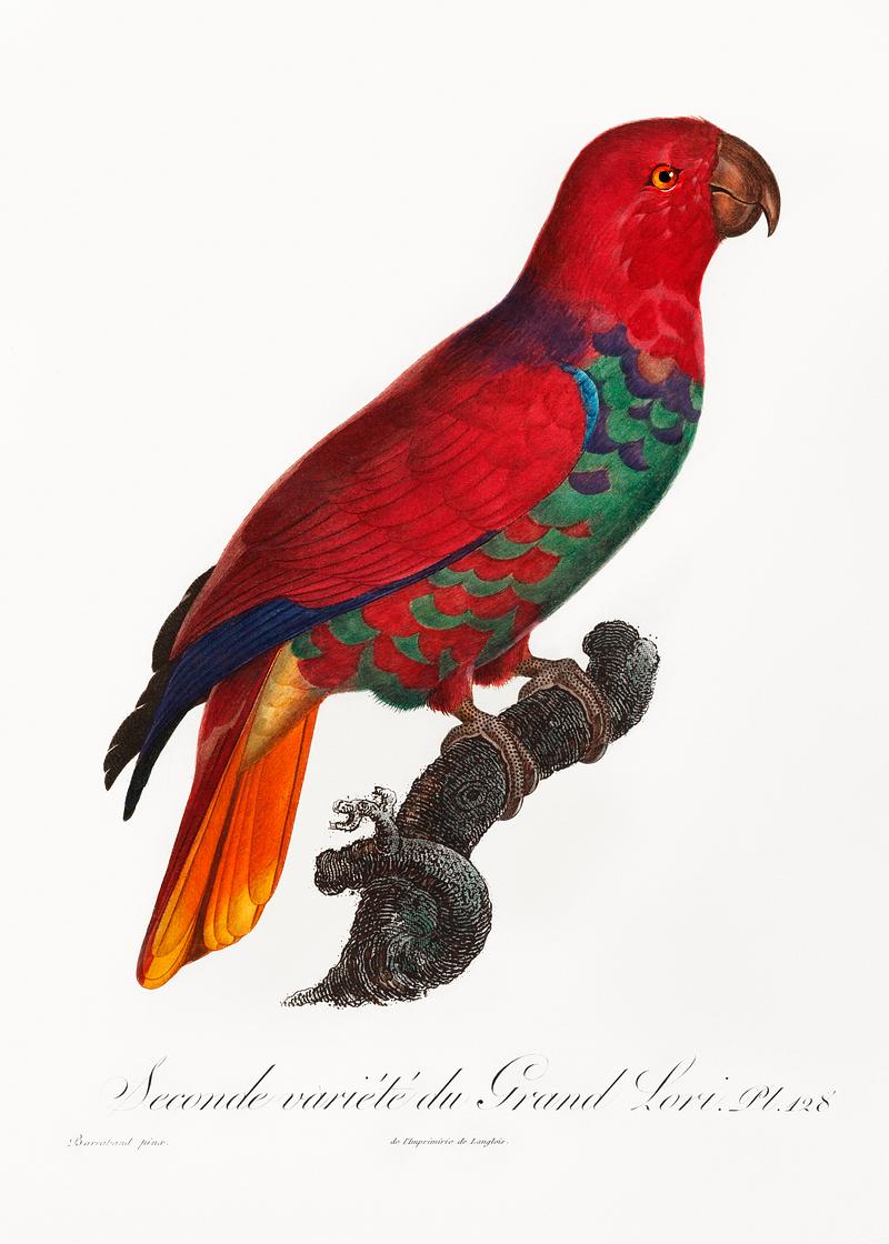 Eclectus parrot vintage poster The Eclectus Parrot, Eclectus roratus from Natural History of Parrots (1801—1805) by Francois Levaillant. Original from…