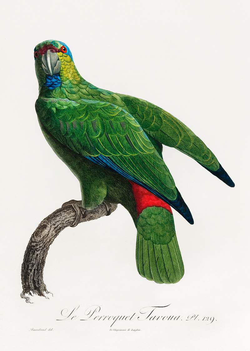 Festive parrot vintage poster The Festive Amazon, Amazona festiva from Natural History of Parrots (1801—1805) by Francois Levaillant. Original from…