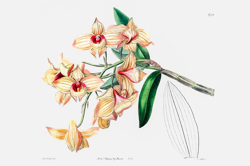 Copper-coloured Dendrobium from Edwards’s Botanical Register (1829—1847) by Sydenham Edwards, John Lindley, and…