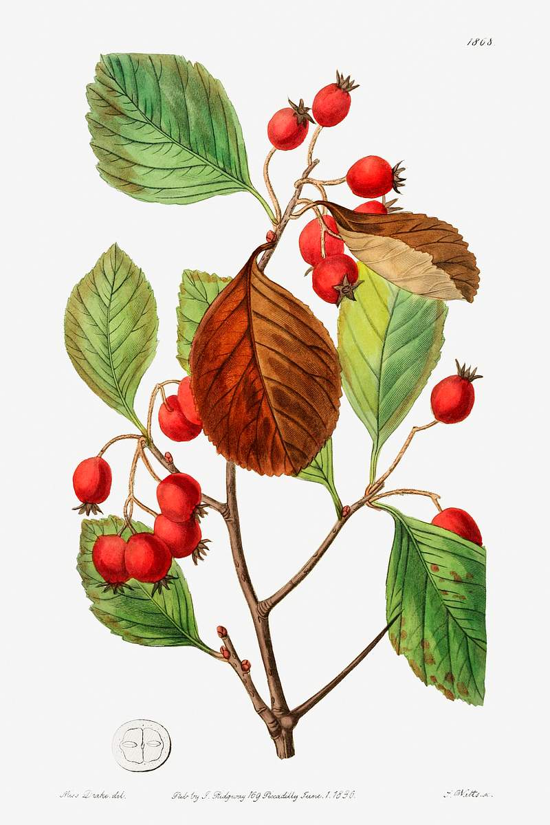 Plum leaved thorn from Edwards’s Botanical Register (1829—1847) by Sydenham Edwards, John Lindley, and James…