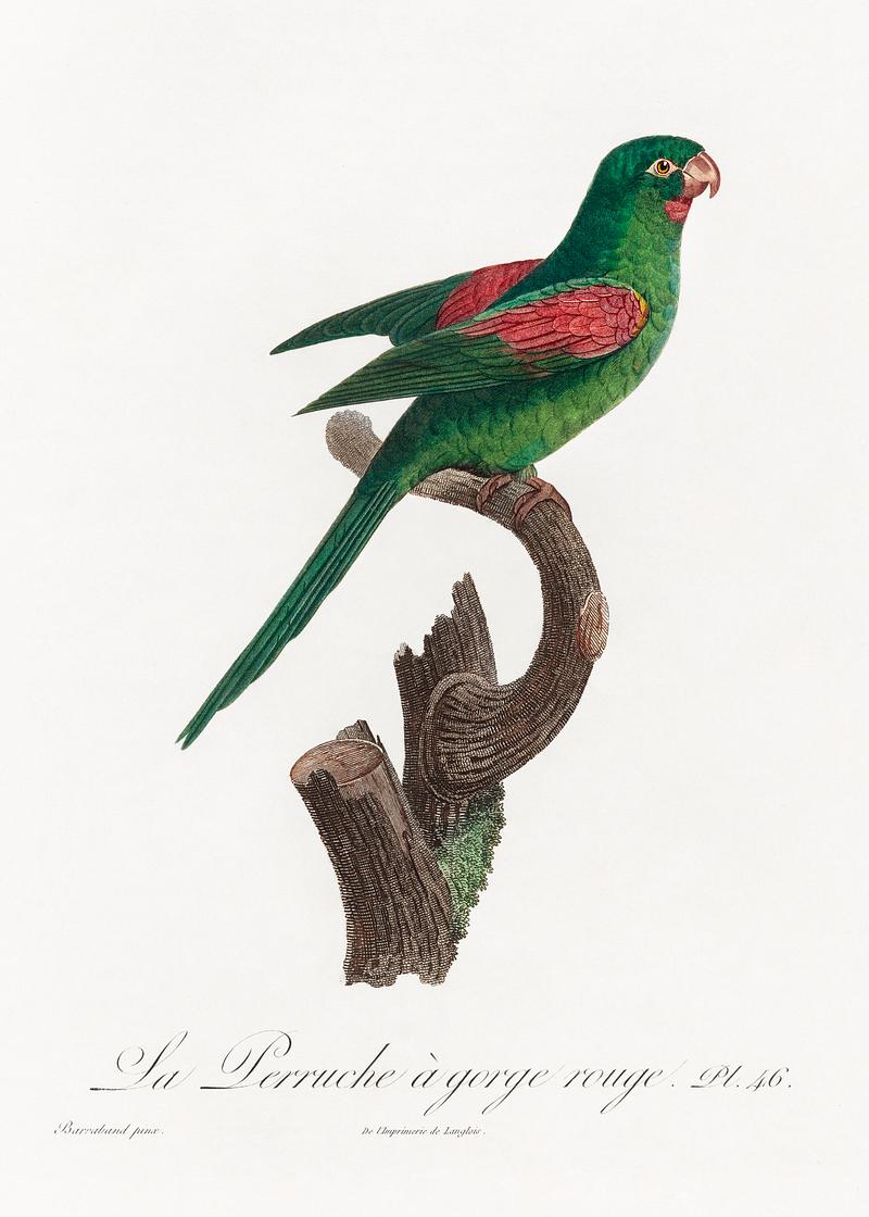 Red-throated conure vintage poster The Red-Throated Parakeet, Psittacara rubritorquis from Natural History of Parrots (1801—1805) by Francois Levaillant.…