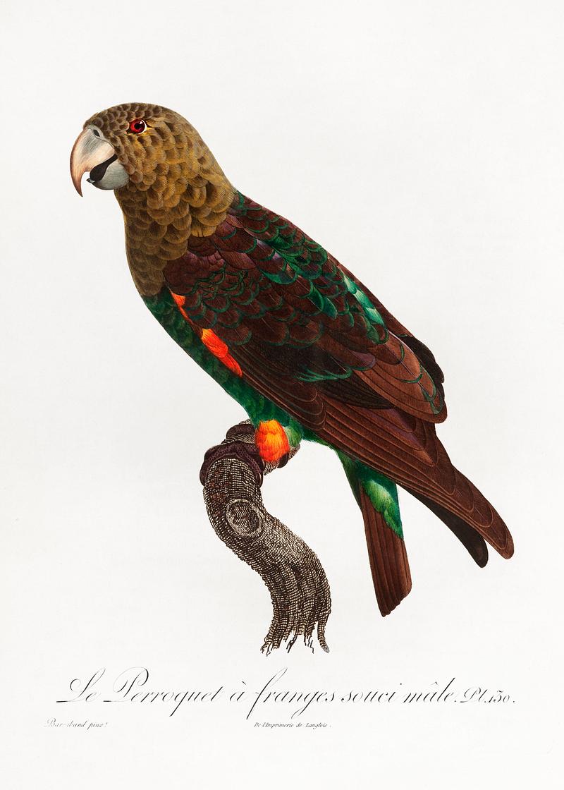 Uncape parrot vintage poster The Brown-Necked Parrot, Poicephalus fuscicollis from Natural History of Parrots (1801—1805) by Francois Levaillant.…