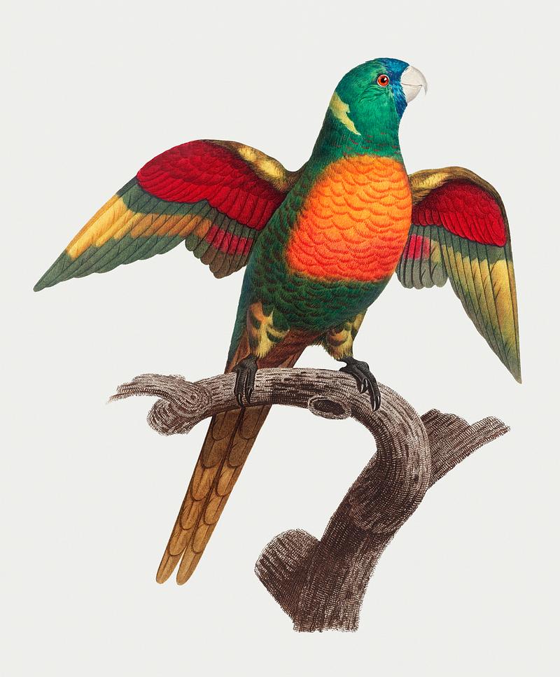Blue-headed pionus The Blue-Headed Parrot (Pionus menstruus) illustration