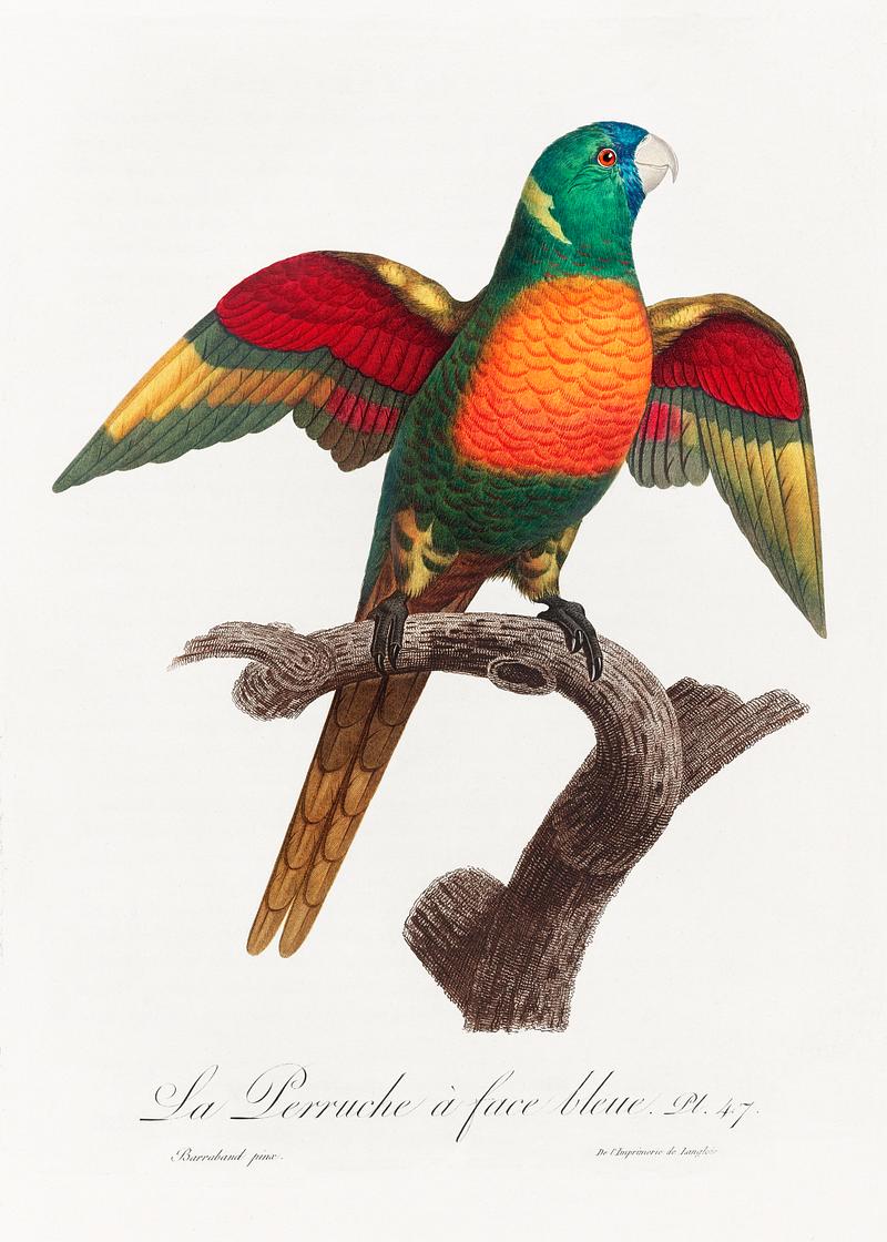 Blue-headed pionus vintage poster The Blue-Headed Parrot, Pionus menstruus from Natural History of Parrots (1801—1805) by Francois Levaillant. Original…