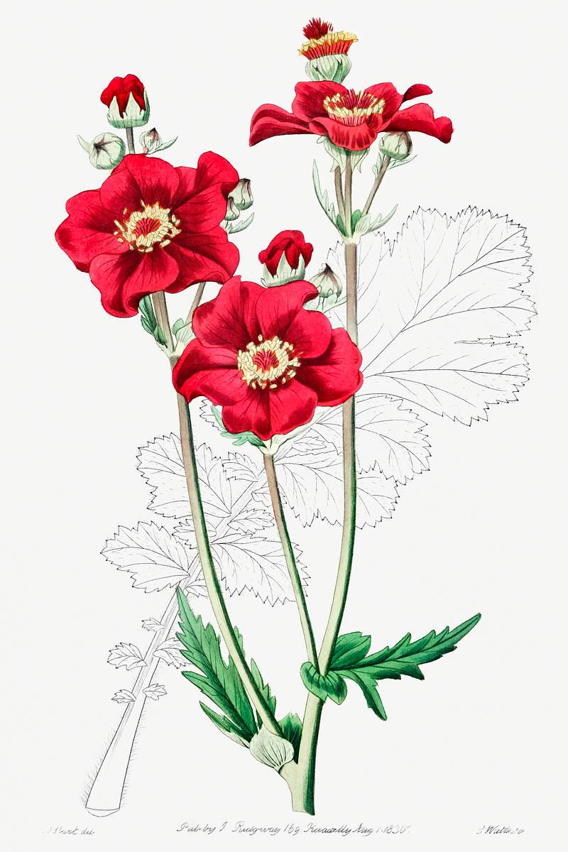 Chilian Guem from Edwards’s Botanical Register (1829—1847) by Sydenham Edwards, John Lindley, and James Ridgway.…
