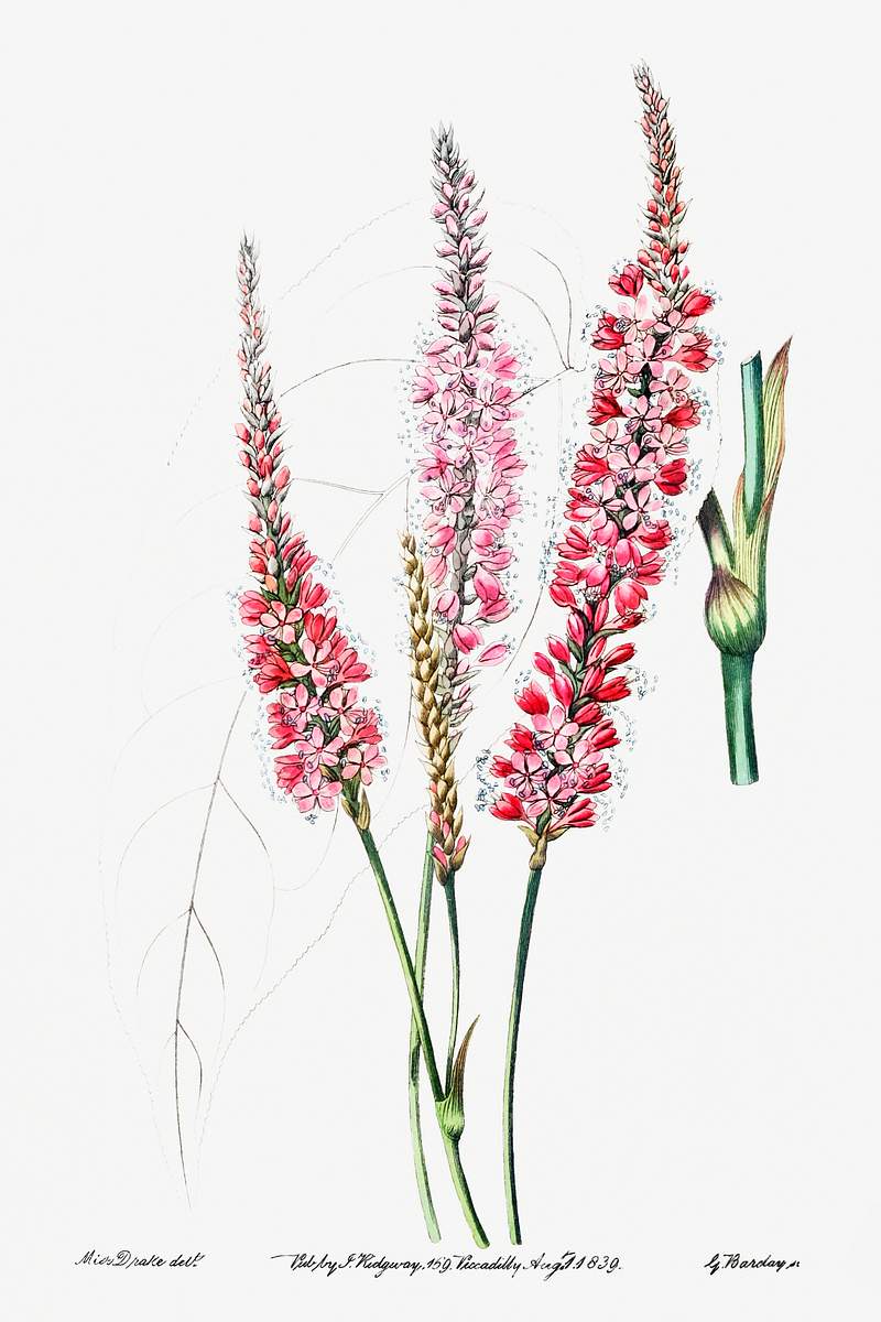 Stem-clasping polygonum from Edwards’s Botanical Register (1829—1847) by Sydenham Edwards, John Lindley, and…
