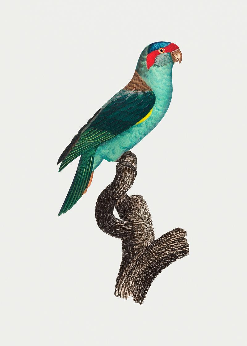 Musk lorikeet The Musk lorikeet vintage illustration