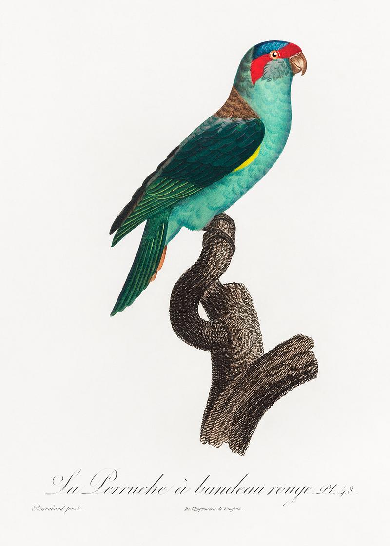 Musk lorikeet vintage poster The Musk Lorikeet, Glossopsitta concinna from Natural History of Parrots (1801—1805) by Francois Levaillant. Original…