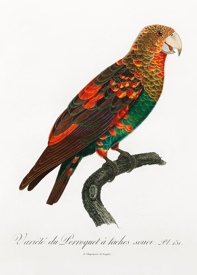 Brown-necked parrot vintage poster The Brown-Necked Parrot from Natural History of Parrots (1801—1805) by Francois Levaillant. Original from the…