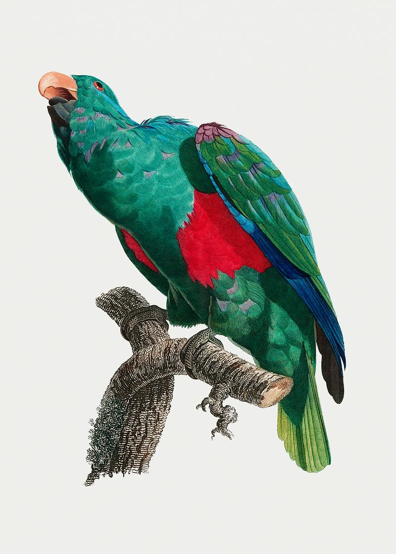 Eclectus parrot The Eclectus parrot vintage illustration