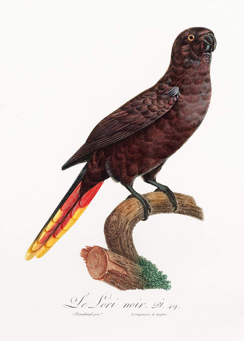 Black lory vintage poster The Black Lory, Chalcopsitta atra from Natural History of Parrots (1801—1805) by Francois Levaillant. Original from the…