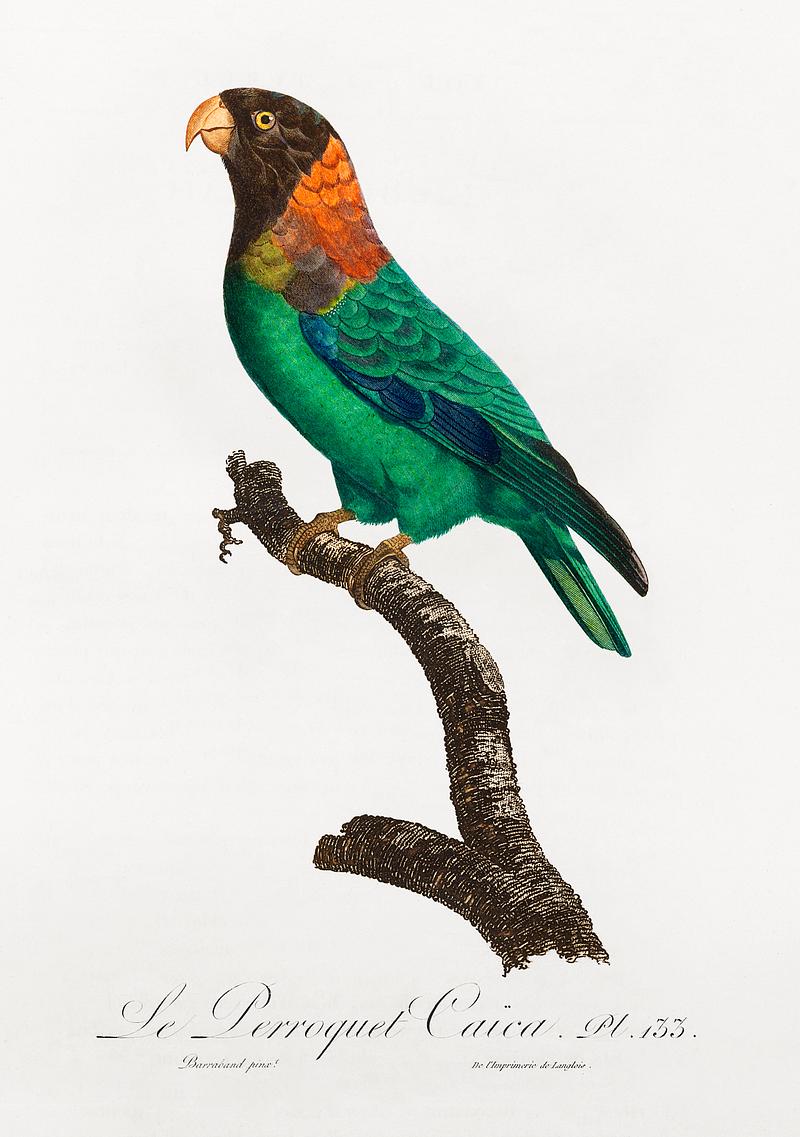 Caica parrot vintage poster The Caica Parrot, Pyrilia caica from Natural History of Parrots (1801—1805) by Francois Levaillant. Original from the…