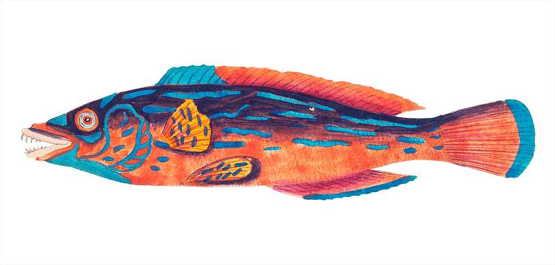 Beautiful Sparus illustration from The Naturalist's Miscellany (1789-1813) by George Shaw (1751-1813)
