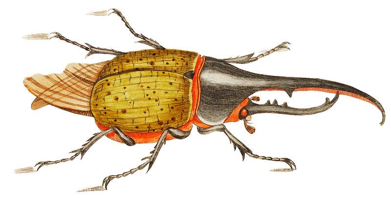 Hercules beetle illustration from The Naturalist's Miscellany (1789-1813) by George Shaw (1751-1813).