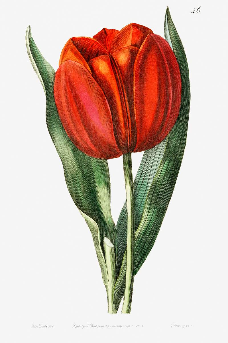 Gesner's tulip from Edwards’s Botanical Register (1829—1847) by Sydenham Edwards, John Lindley, and James…